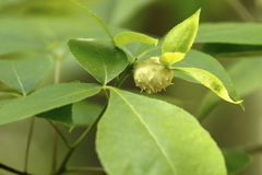 Phylloxera spinosa