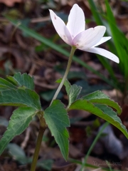Anemonoides trifolia albida