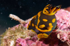 Tambja gabrielae