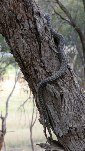 Inland Carpet Python sighting