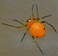 Testudinaria geometrica