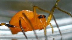 Testudinaria geometrica