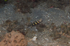 Amblyeleotris wheeleri