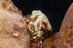 Cyclocoeloma tuberculatum