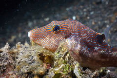 Canthigaster compressa