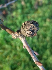 Andricus foecundatrix