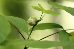 Phylloxera spinosa