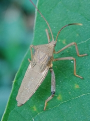 Mictis longicornis