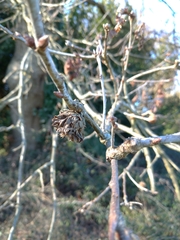 Andricus foecundatrix