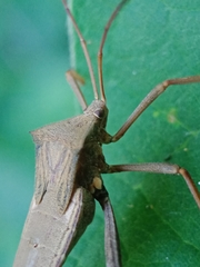Mictis longicornis