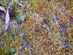 Ostericum tenuifolium