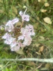 Stylidium laciniatum