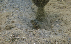 Cryptocentrus fasciatus