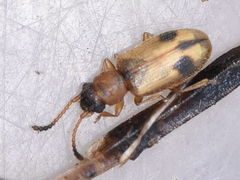 Psammoecus bipunctatus