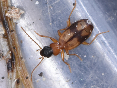 Philorhizus sigma
