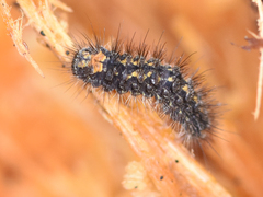 Eilema griseola
