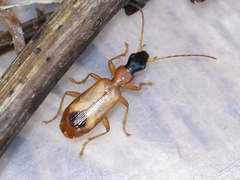 Demetrias monostigma