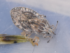 Tingis pilosa