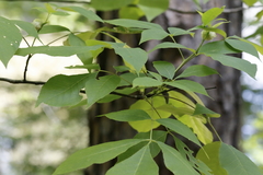 Phylloxera spinosa