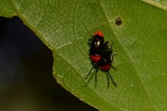 Phyllocharis gracilis