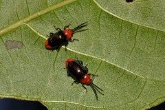 Phyllocharis gracilis