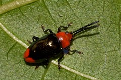 Phyllocharis gracilis