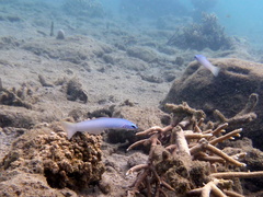 Ptereleotris microlepis