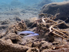 Ptereleotris microlepis