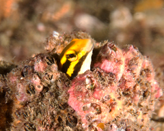 Petroscirtes fallax