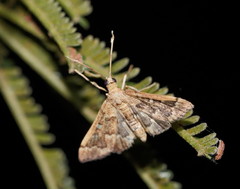 Nacoleia rhoeoalis