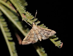 Nacoleia rhoeoalis