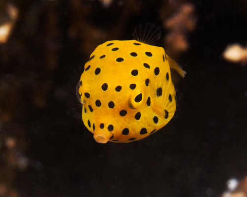 Yellow boxfish (Ostracion cubicus) — Ostraciidae — 3