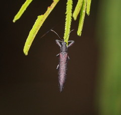 Rhinotia phoenicoptera