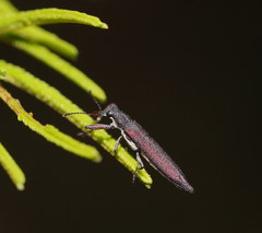 Rhinotia phoenicoptera