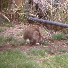 Oryctolagus cuniculus