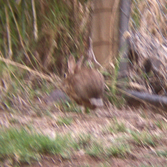 Oryctolagus cuniculus