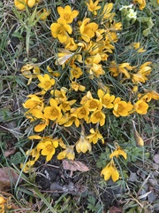 Crocus chrysanthus
