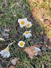 Crocus chrysanthus