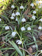 Leucojum vernum