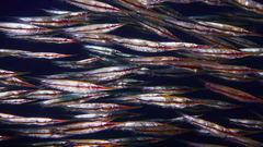 Centriscus scutatus