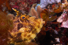 Pseudomonacanthus macrurus