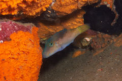Canthigaster epilampra