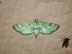 Parapoynx crisonalis