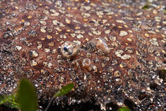 Pardachirus pavoninus