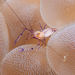 Bubble Coral Shrimp - Photo (c) Gomen See, some rights reserved (CC BY-NC), uploaded by Gomen See