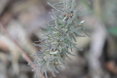 Haplanthodes verticillatus