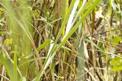 Schoeniparus brunneus