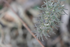 Haplanthodes verticillatus