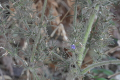 Haplanthodes verticillatus