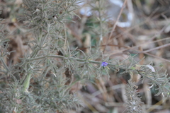 Haplanthodes verticillatus